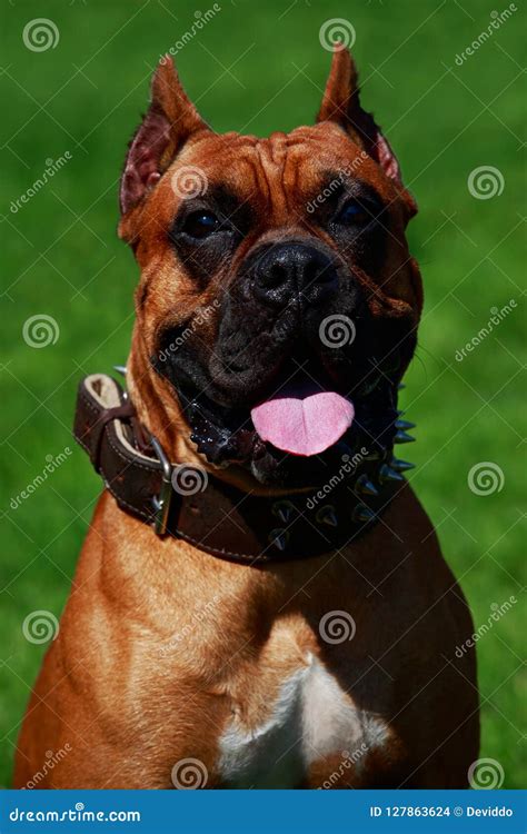 Dog breed German Boxer stock photo. Image of outdoor - 127863624