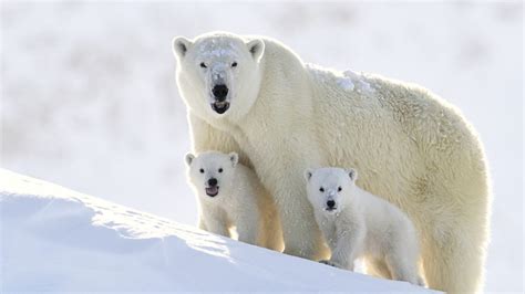 Will Polar Bears Die Out Because of Climate Change?