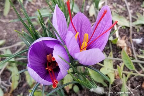 02-Crocus sativus-Saffron crocus-Cooperative de Safran-Krokos-Kozani | Janet Davis Explores Colour