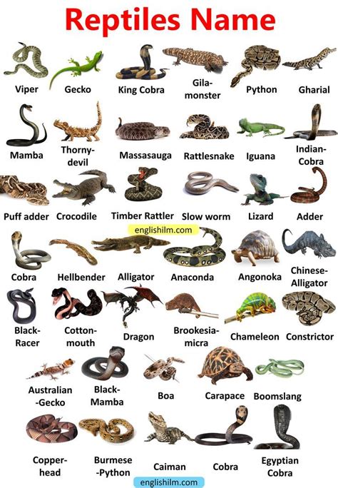 Reptiles Animals Name | Reptiles Animals Picture Vocabulary | Animal ...