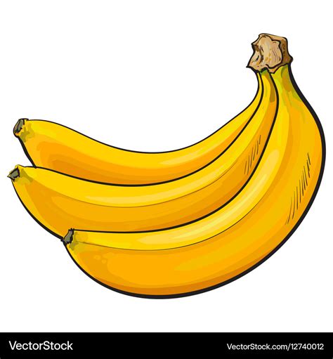 Bunch of three unopened unpeeled ripe bananas Vector Image