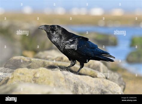 Raven - Corvus corax Stock Photo - Alamy