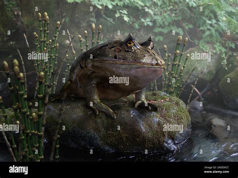 Beelzebufo prehistoric frog, illustration. The fossils of this large frog date from Madagascar ...