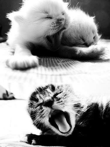 hear them roar... | "meow!" | Hellmy | Flickr