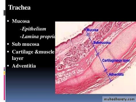 Histology of Larynx docx - D. Rasha - Muhadharaty