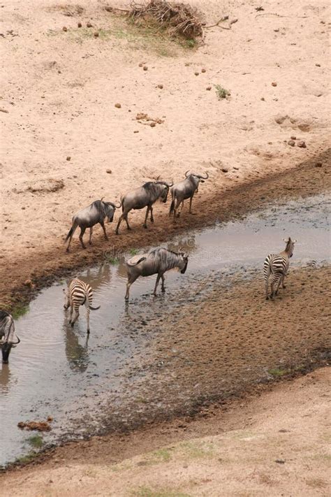 Great Wildebeest Migration in Tanzania Stock Photo - Image of backgrounds, lying: 35973958