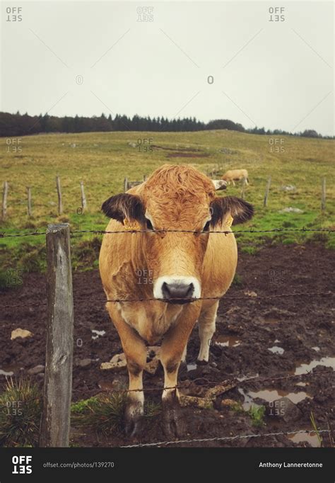 Aubrac cattle in a field in Aveyron, France stock photo - OFFSET