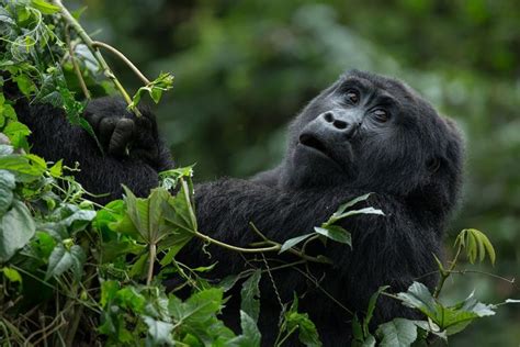 Gorilla families in the Volcanoes national park | Volcanoes National Park