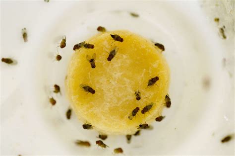 Stunning Info About How To Kill Fruit Flies In House Plants - Waterask