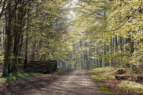 Forest road in early spring with ... | Stock image | Colourbox