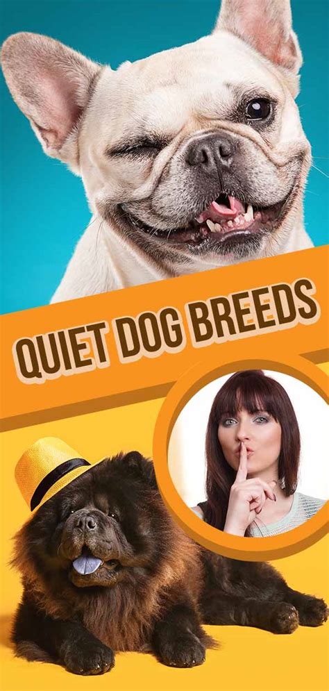 Quiet Dog Breeds – The Dogs Least Likely To Bark And Whine