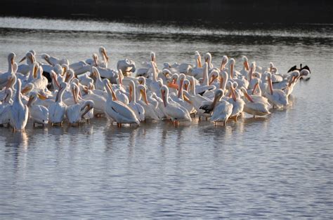 Back Bay National Wildlife Refuge