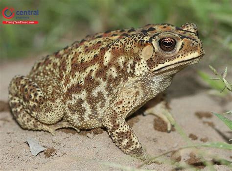 Cóc (Bufo melanostictus Schneider) - giúp bồi bổ sức khỏe tổng thể