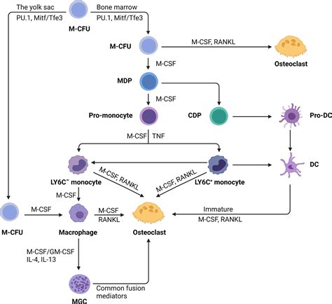 Frontiers | Macrophage-Osteoclast Associations: Origin, Polarization, and Subgroups