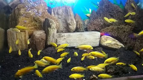 Berbagai macam ikan hias untuk aquarium. - YouTube