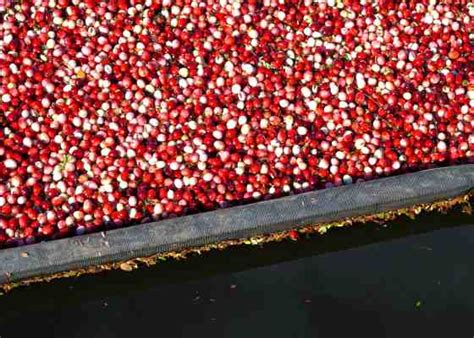 Series: Growing Cranberries In Wisconsin | WisContext