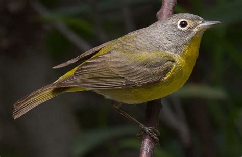 Nashville Warbler | San Diego Bird Spot