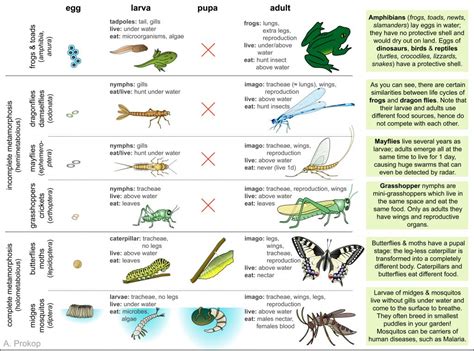 7 Types of Animals That Go Through Metamorphosis – Nature Blog Network