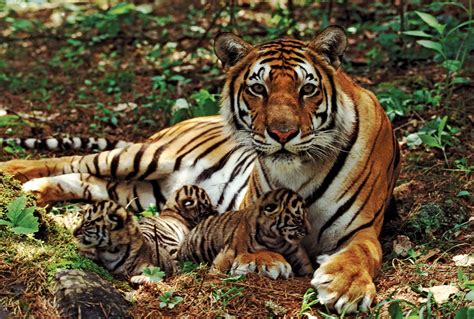 tiger | Facts, Information, & Habitat | Britannica