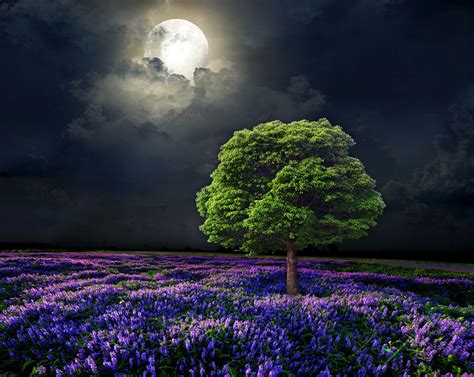 Images Nature Sky Moon Fields landscape photography Night Trees