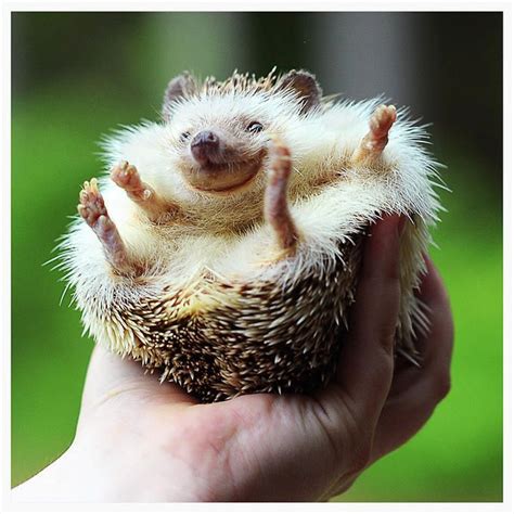 241 best images about Baby Hedgehogs on Pinterest | Baby animals ...