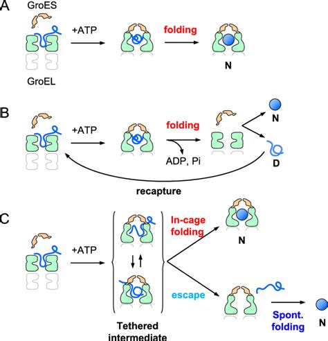 Schematic model of chaperonin-mediated folding. The upper rings of... | Download Scientific Diagram