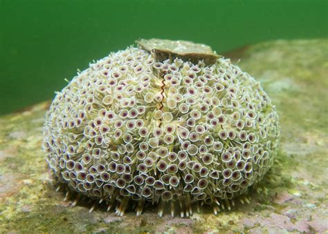 Toxopneustes pileolus - Toxic flower urchin #marineexplorer | Animales