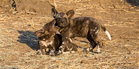 The Most Endangered Animals in Africa – SafariBookings