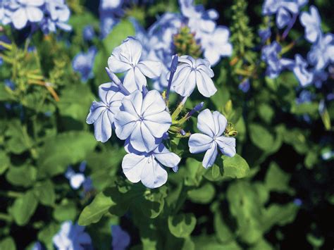 Do You Prune Plumbago? | Hunker | Blue plumbago, Prune, Plants