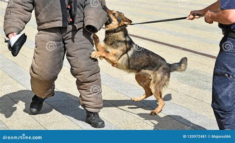 Police dog in training stock image. Image of working - 120972481