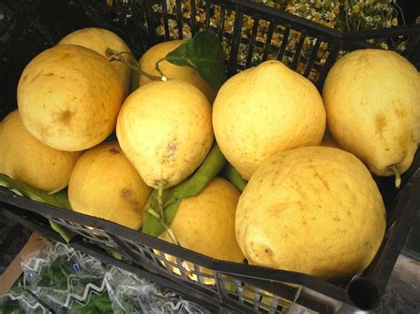 Amalfi Coast lemons in the United States - Delicious Italy