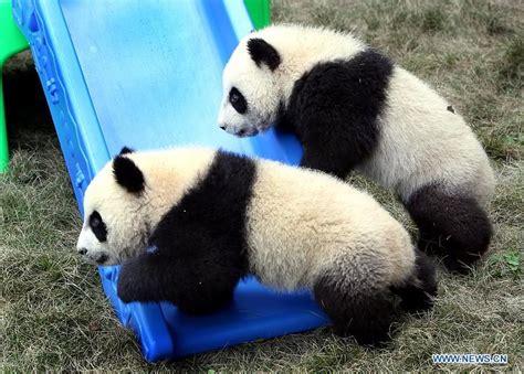 CHINA-SHANGHAI-PANDA CUBS-NAMES (CN) | Panda bear, Panda love, Cute animals