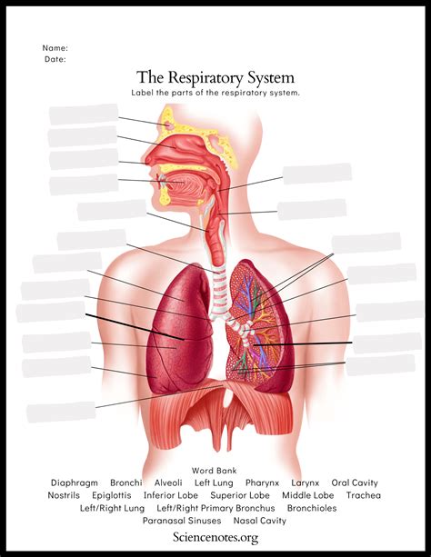 Respiratory System Worksheet Labeled