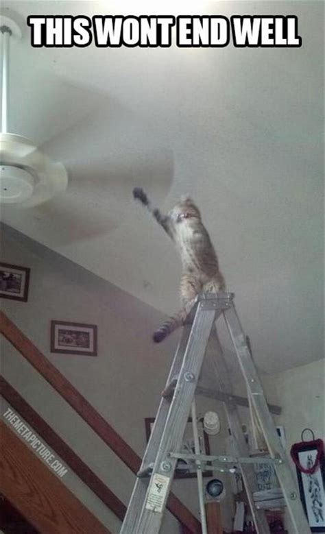 LOL Cats: 50 Awesomely Funny Cat Photos to Crack You Up