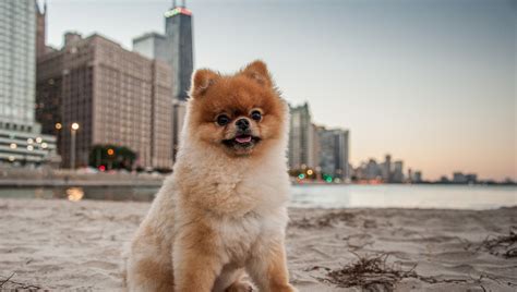 Top 32 Small Breeds That Make Good Apartment Dogs