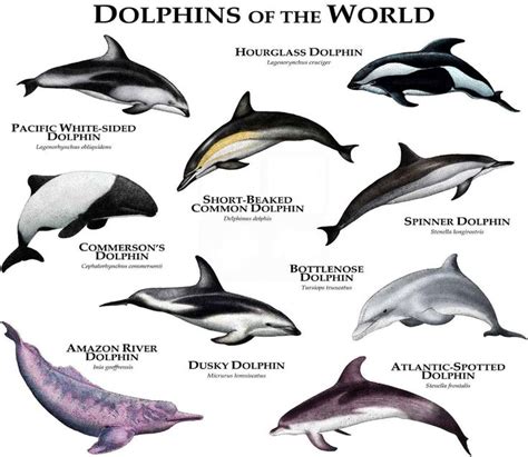 Dolphins of the World Poster Print | Etsy in 2021 | Sea animals, Dolphins, Animals