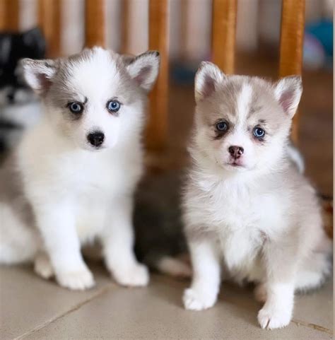 Teacup Pomsky 101: Your Guide to Raising This Tiny Pup - BorderCollieHealth