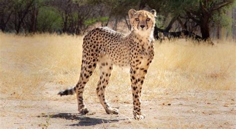 Home - Cheetah Conservation Fund Canada