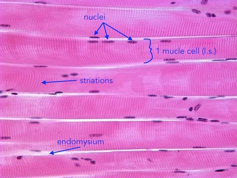 View 17 Microscope Skeletal Muscle Labeled Diagram - artaxldpc229