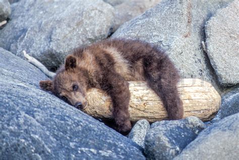 Brown Bear Cub Log – Tom Murphy Photography