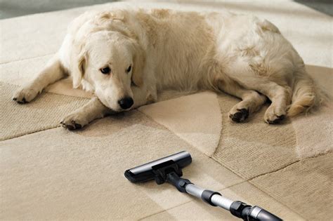 Why Is My Dog Scared Of The Vacuum Cleaner? | Petbarn