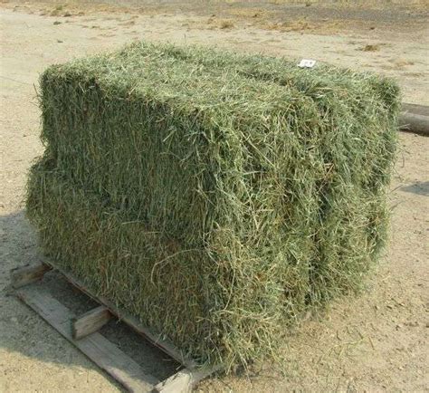 Y-1689 Two String Orchard Grass Hay Bales (4) - Pickett Auction Service