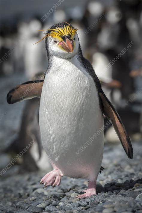 Royal penguin - Stock Image - C057/9723 - Science Photo Library