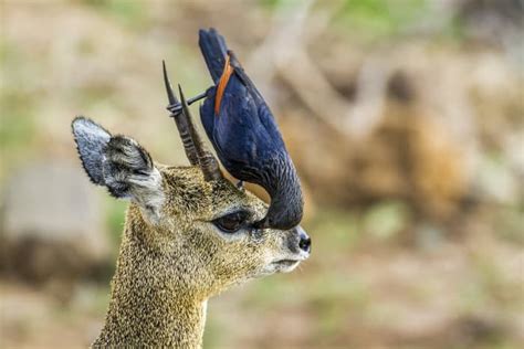 11 Facts About the Klipspringer - Africa's Dancing Antelope