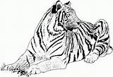 Free Printable Tiger Coloring Pages For Kids sketch template