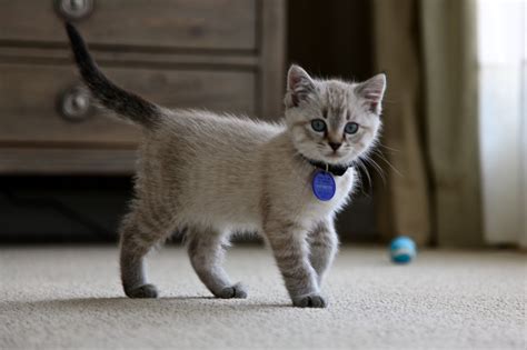 Lynx point siamese kitten - Bixby Siamese Kittens, Kittens Cutest, Cats ...