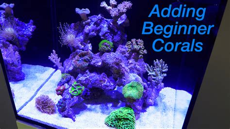 How to Set Up a Reef Tank Part 4: Adding Corals! | Reef Builders | The Reef and Saltwater ...