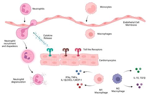 IJMS | Free Full-Text | The Innate Immune System in Cardiovascular ...