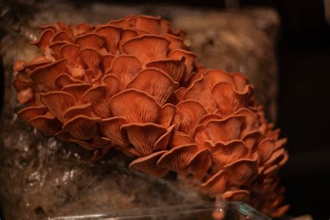 All About The Pink Oyster Mushroom - Minneopa Orchards