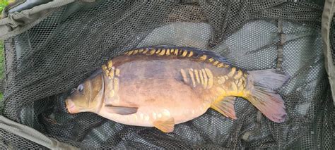 Mirror Carp (Complete Guide With Facts and Photos) | Strike and Catch